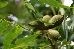 Pecannoten Biologisch