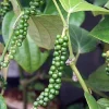 Peper Poeder Groen Biologisch