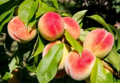 Perzik Poeder Gevriesdroogd Biologisch