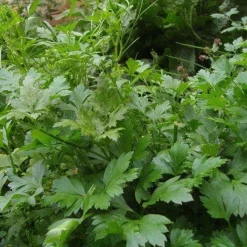 Peterselie Gesneden kiemarm Biologisch