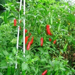 Piment korrel Heel Biologisch