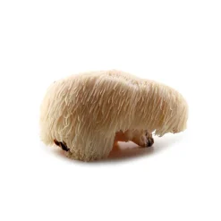 Pruikzwam (Lion's Mane) Extract 30% Biologisch
