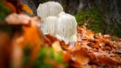 Pruikzwam (Lion's Mane) Extract 30% Biologisch