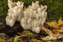 Pruikzwam (Lion's Mane) Extract 30% Biologisch