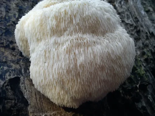 Pruikzwam Poeder Lionsmane Hericium Biologisch