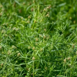 Psyllium Husks Poeder Biologisch