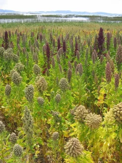 Quinoa gepoft Biologisch