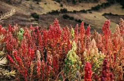 Quinoa mix (rood, wit en zwart) Biologisch