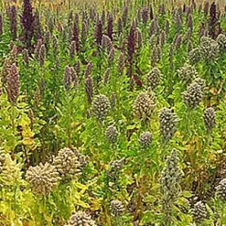 Quinoa Vlokken Biologisch