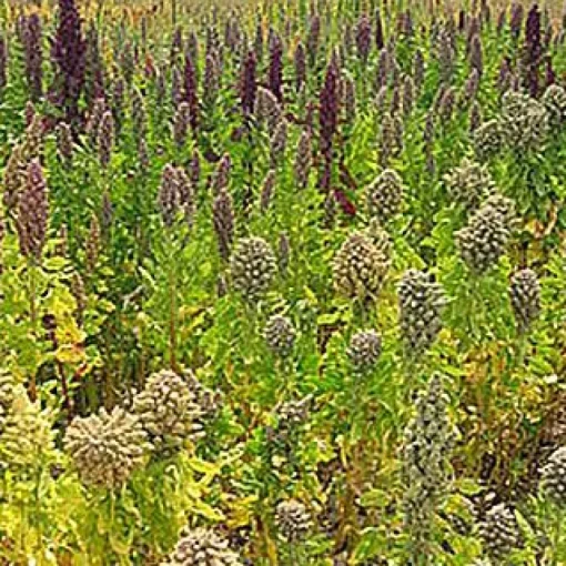 Quinoa Vlokken Biologisch