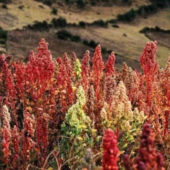 Quinoa Wit Heel Biologisch