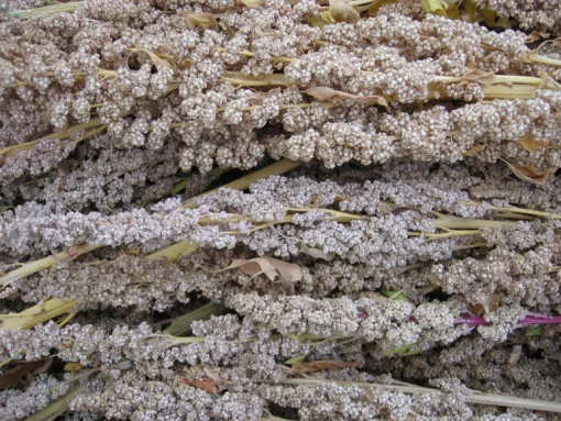 Quinoa Zwart Heel Biologisch