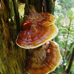 Reishi Extract 30% Biologisch