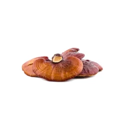 Reishi Extract 30% Biologisch