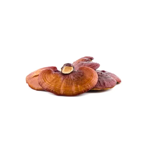 Reishi Extract 30% Biologisch