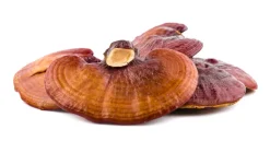 Reishi Granulaat 5x5 mm Biologisch