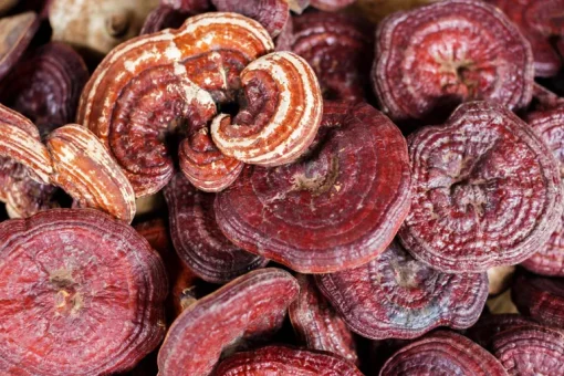 Reishi Granulaat 5x5 mm Biologisch