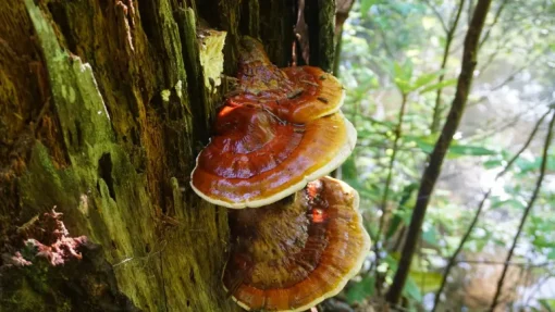 Reishi Granulaat 5x5 mm Biologisch