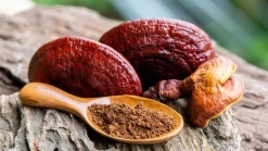 Reishi Paddenstoel Poeder Biologisch