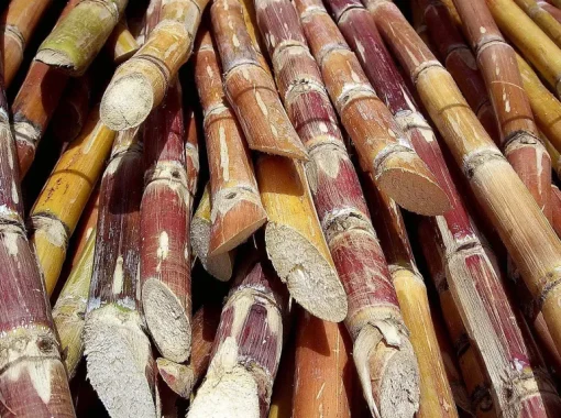 Rietsuiker Licht Goud Biologisch