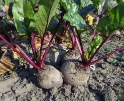 Rode Bieten Fijngesneden Biologisch