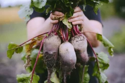 Rode Bieten Fijngesneden Biologisch