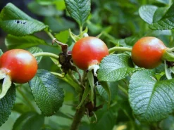 Rozenbottel poeder Biologisch