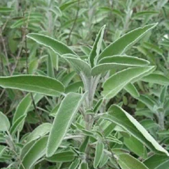 Salieblad Gesneden Biologisch