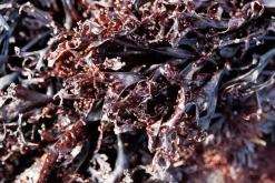 Sea Moss Poeder Biologisch