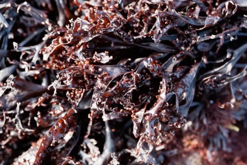 Sea Moss Poeder Biologisch