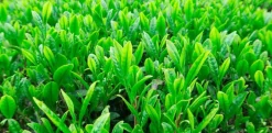 Sencha Thee Biologisch