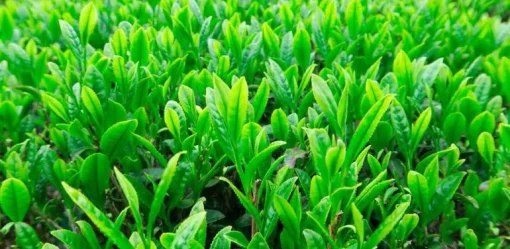 Sencha Thee Biologisch