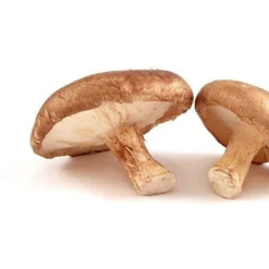 Shiitake Granulaat 1-3 mm Biologisch