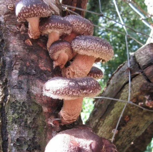 Shiitake Granulaat 1-3 mm Biologisch