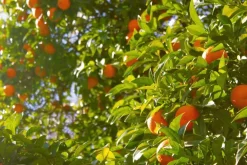 Sinaasappelschillen gemalen Biologisch