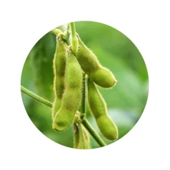 Sojabonen Gepeld Biologisch