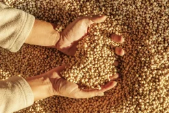 Sojabonen Ongepeld Biologisch