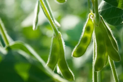Sojabonen Ongepeld Biologisch