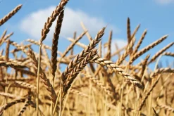 Spelt Meel Volkoren Biologisch