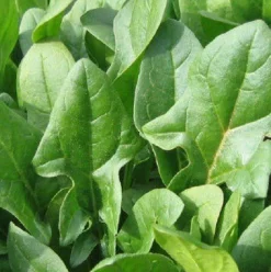 Spinazie Poeder Biologisch