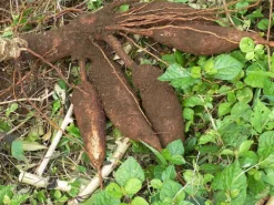 Tapiocazetmeel Biologisch