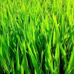 Tarwegras Poeder Nieuw Zeeland Biologisch
