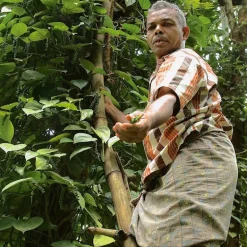 Tellicherry Peper TGEB India Biologisch