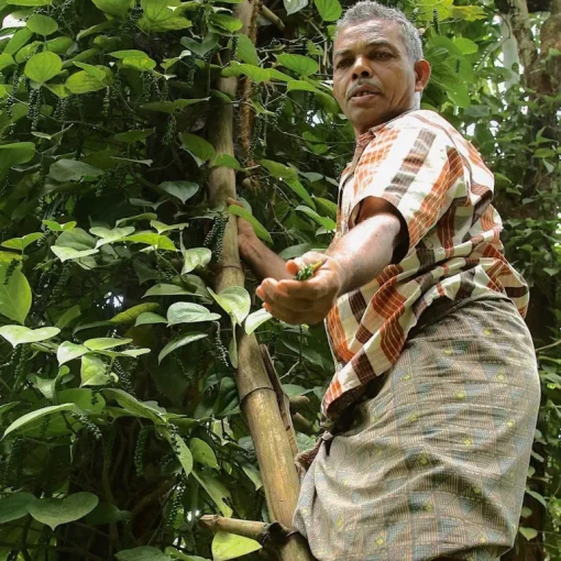 Tellicherry Peper TGEB India Biologisch
