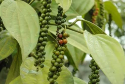 Tellicherry Peper TGEB India Biologisch