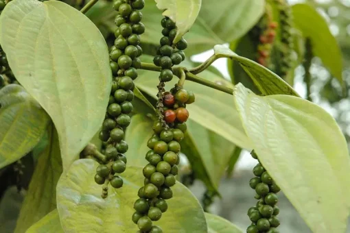 Tellicherry Peper TGEB India Biologisch