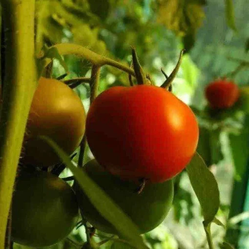 Tomaten Poeder Biologisch