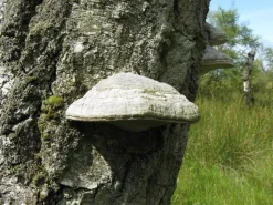 Tonderzwam Poeder Fomes fomentarius Biologisch
