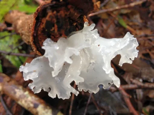 Trilzwam Poeder Tremella fuciformis Biologisch