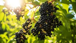 Vlierbes Poeder Gevriesdroogd Biologisch